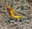 Red-headed Bunting (Male)