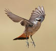 Red-tailed Wheatear