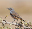 Red-tailed Wheatear