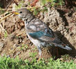 Rose-coloured Starling (Immature moulting)