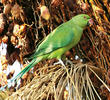 Rose-ringed Parakeet