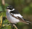 Semi-collared Flycatcher (Male)