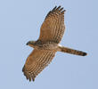 Shikra (Immature)