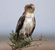 Short-toed Snake Eagle (Juvenile)