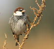 Spanish Sparrow (Male)