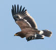 Steppe Eagle (Juvenile)