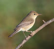 Sykes’s Warbler