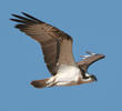 Western Osprey 