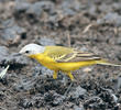 White-headed Wagtail