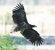 White-tailed Eagle (Immature)