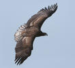 White-tailed Eagle