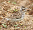 Wood Lark