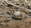 Yellow-throated Sparrow (male)