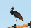 Black Stork (SOUTH AFRICA)