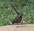 Black Scrub Robin