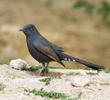 Black Scrub Robin