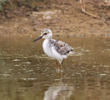 Black-winged Stilt (Fledgling)