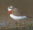 Caspian Plover (Breeding plumage)