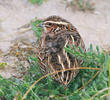 Common Quail 