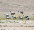 Demoiselle Crane