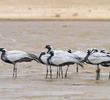 Demoiselle Crane 