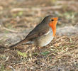 European Robin 