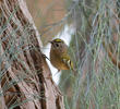 Goldcrest (1st record, Al Abraq, Dec. 2013)