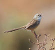 Graceful Prinia