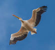 Great White Pelican