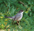 Ménétriés’s Warbler (Male)