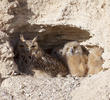 Pharaoh Eagle Owl