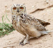 Pharaoh Eagle Owl
