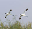 Pied Avocet