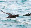 Sooty Shearwater 