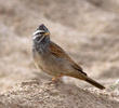 Striolated Bunting (2nd record, Wafra Oilfield, 16 Nov 2013)