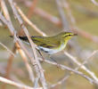 Wood Warbler