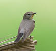 Taiga Flycatcher