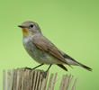 Taiga Flycatcher