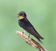 Barn Swallow (Juvenile)