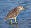 Black-crowned Night Heron (Immature)