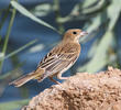 Black-headed Bunting (Immature)