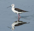 Black-winged Stilt (Female)