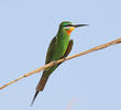 Blue-cheeked Bee-eater