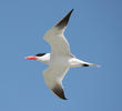 Caspian Tern