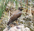 Common Myna