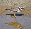 Common Ringed Plover (Juvenile)