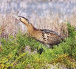 Eurasian Bittern