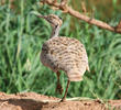 Macqueen’s Bustard 