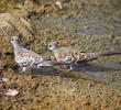 Namaqua Dove (Juveniles)
