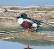 Northern Shoveler (Male)